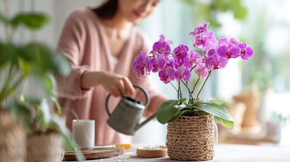 枯らさない胡蝶蘭の育て方：初心者がつまずきやすい3つの落とし穴